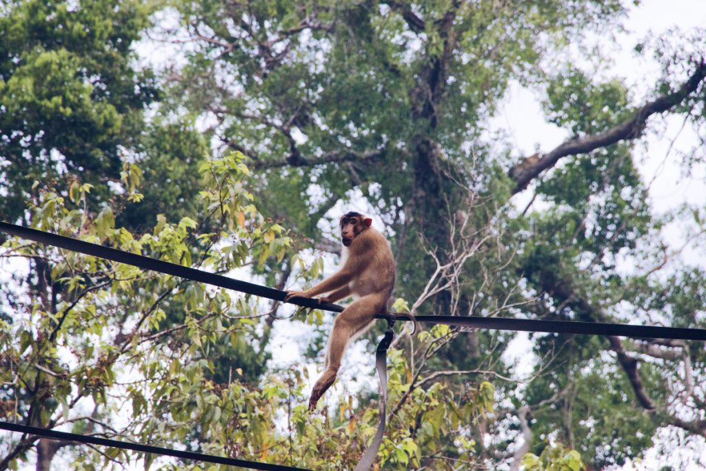 Op safari over de Kinabatangan rivier op Borneo