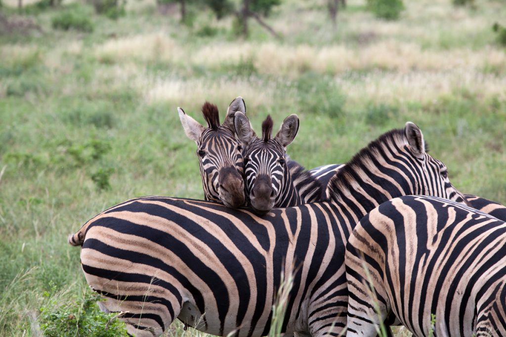 Op safari in Krugerpark in foto’s