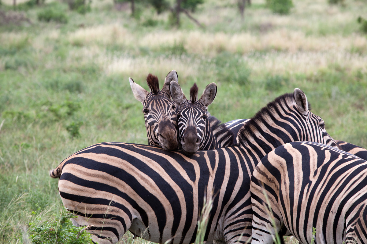Safari in Krugerpark