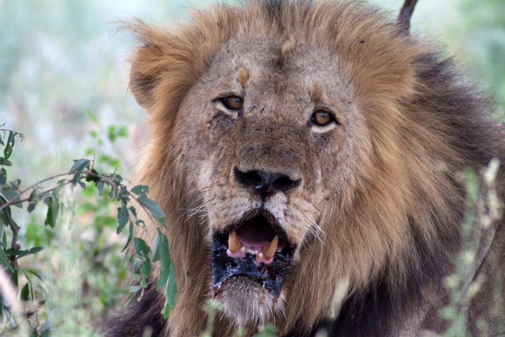 Op safari in Krugerpark, Zuid-Afrika